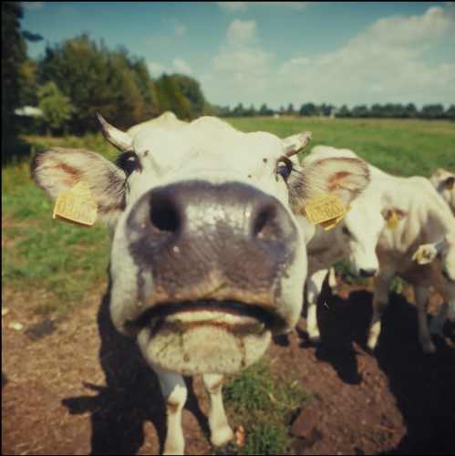 Scherm­afbeelding 2025-11-04 om 22.24.37